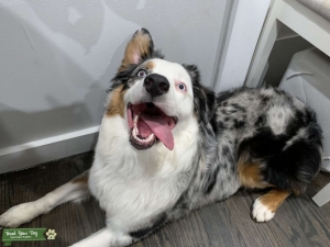 Australian Shepherd  Listing Image