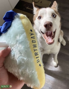 Brown and white pure bred husky  Listing Image