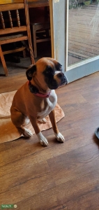 Boxer looking for a stud Listing Image