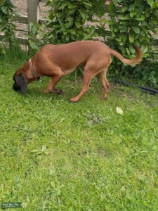 Bavarian mountain hound Listing Image