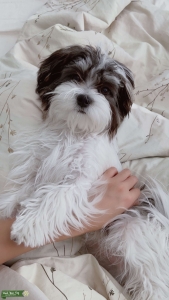 Adorable Maltese Shihtzu Stud Listing Image