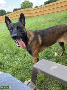 2.5 yr old beautiful Belgian  Listing Image