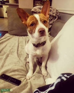 Handsome Shih Tzu Mix Looking for Shih Tzu Mate Listing Image