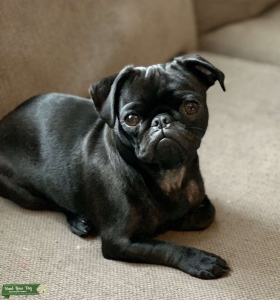 Small Black Pug Listing Image