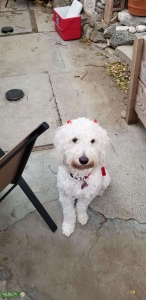 F1BB Goldendoodle Listing Image