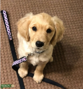 Mini Golden Retrievers Wants Puppies Listing Image