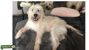 Soft Coated Wheaten Terrier Listing Image