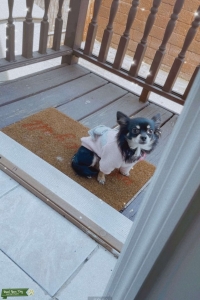 Long hair chihuahua female looking to breed Listing Image