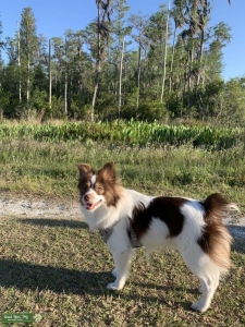 Mini Australian Shepherd Stud/Male Listing Image