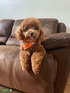 Mini Red Poodle Stud Listing Image