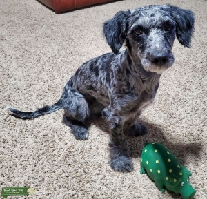 Golden Doodle - Hunting drive Listing Image