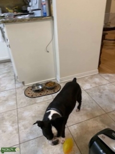 Black and White Boston Terrier Listing Image