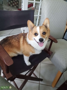 LT the Pembroke Corgi Listing Image