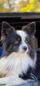 Mini Australian Shepherd Listing Image