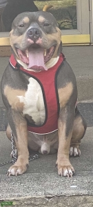 Tri colored American bully Listing Image