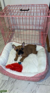 Phoebe is Ready  Listing Image