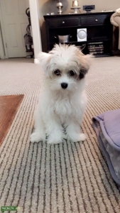 White yorkie poodle! Listing Image