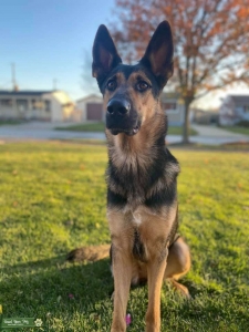 Black and tan female looking for stud Listing Image