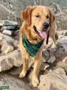 Male Golden Retriever Listing Image