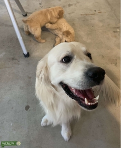 Proven AKC English Cream Golden Retriever  Listing Image