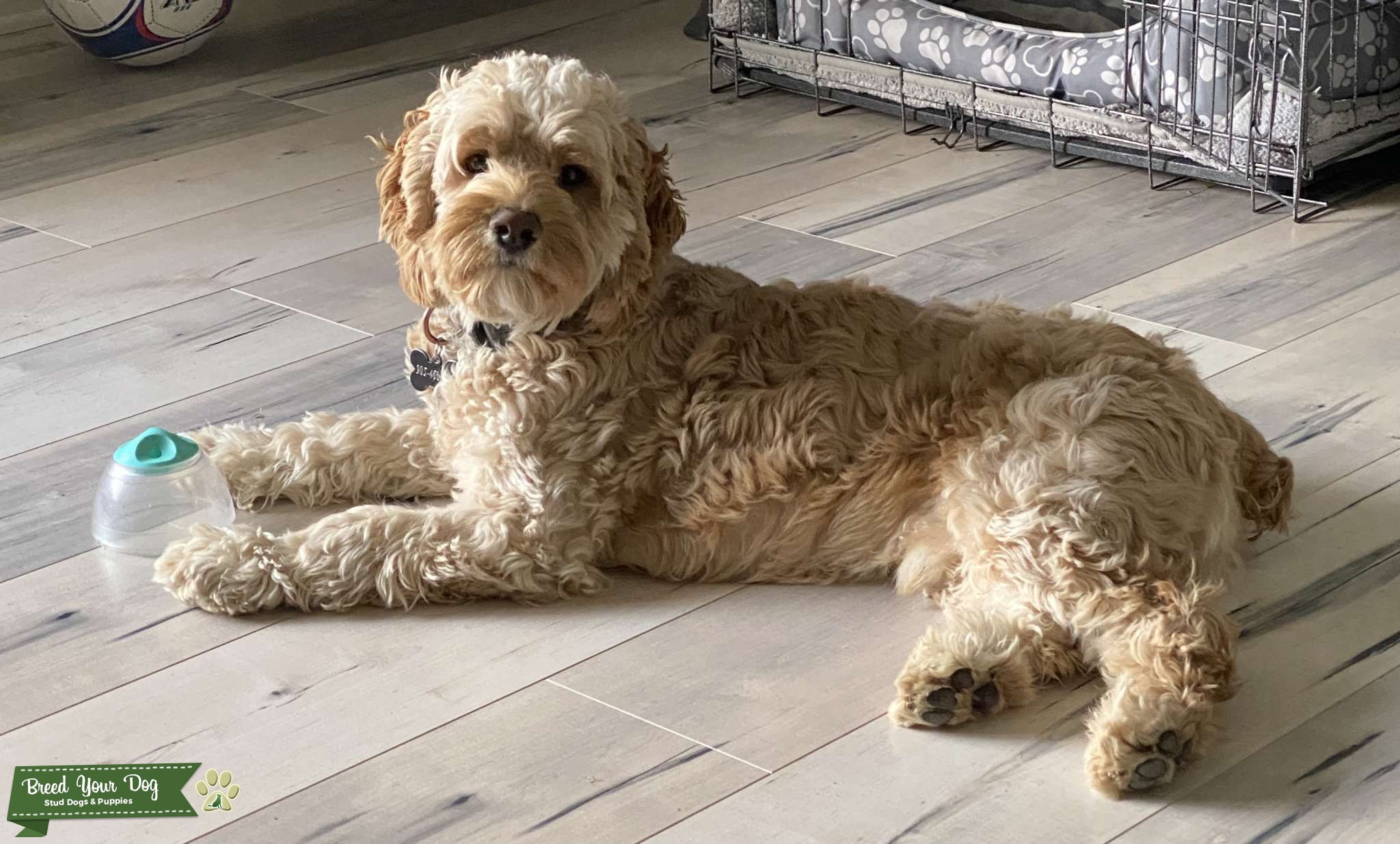 Cockapoo stud Stud Dog in Ontario , the United States Breed Your Dog
