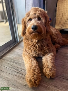 Goldendoodle F1 stud Listing Image