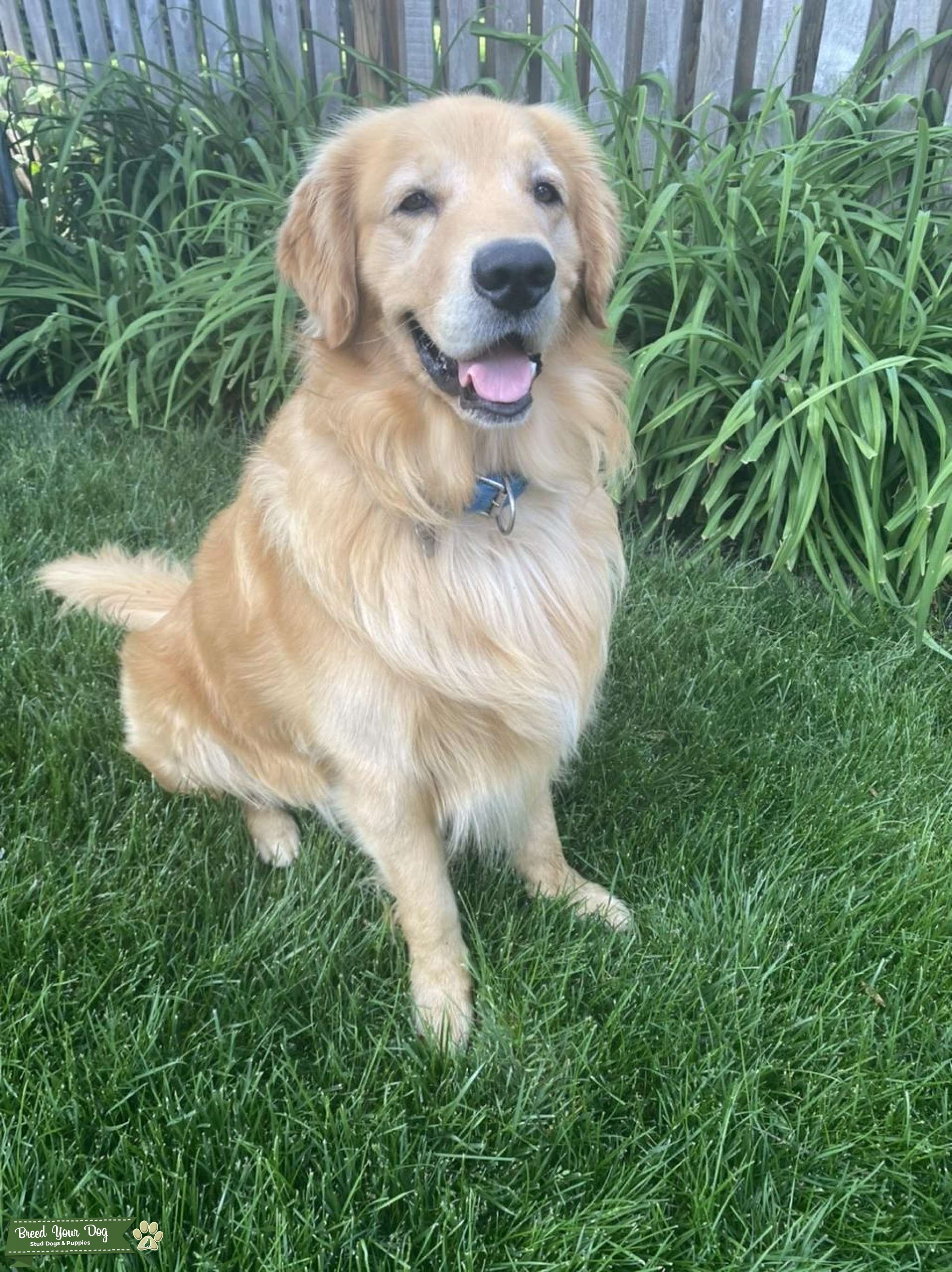 Golden retriever Stud Dog in Maryland , United States Breed Your Dog