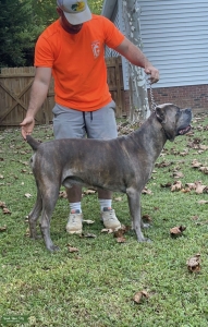 Male Cane Corso looking for a bitch to breed with.  Listing Image