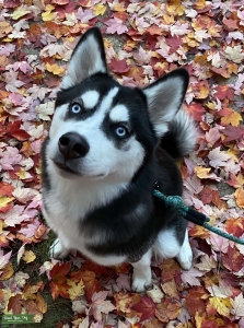 Stunning Blue Eyed Purebred Siberian Husky Listing Image