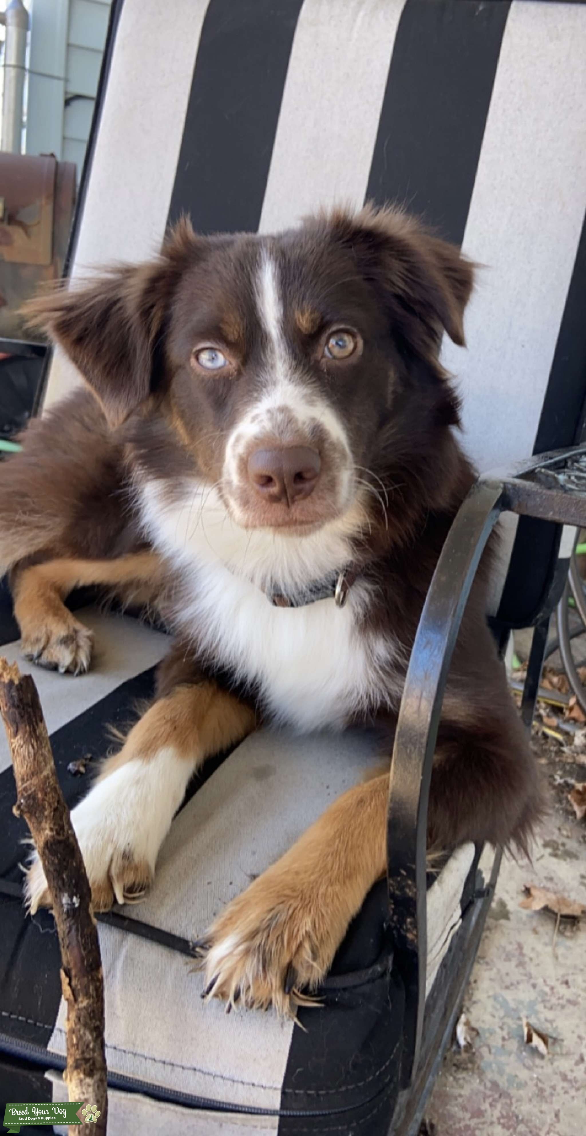 Mini Red Tri Australian Shepherd Stud Dog in Indiana, the United States Breed Your Dog