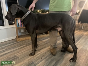 CKC Blue Great Dane Listing Image