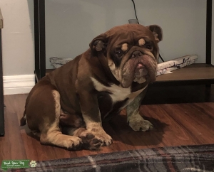 English Bulldog Stud  Listing Image