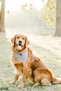 Golden Retriever Stud Listing Image