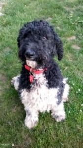 Poodle stud Listing Image