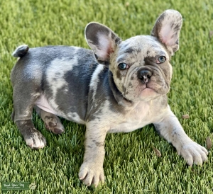 AKC Registered Blue Merle French Bulldog  Listing Image