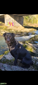 Black Labrador  Listing Image