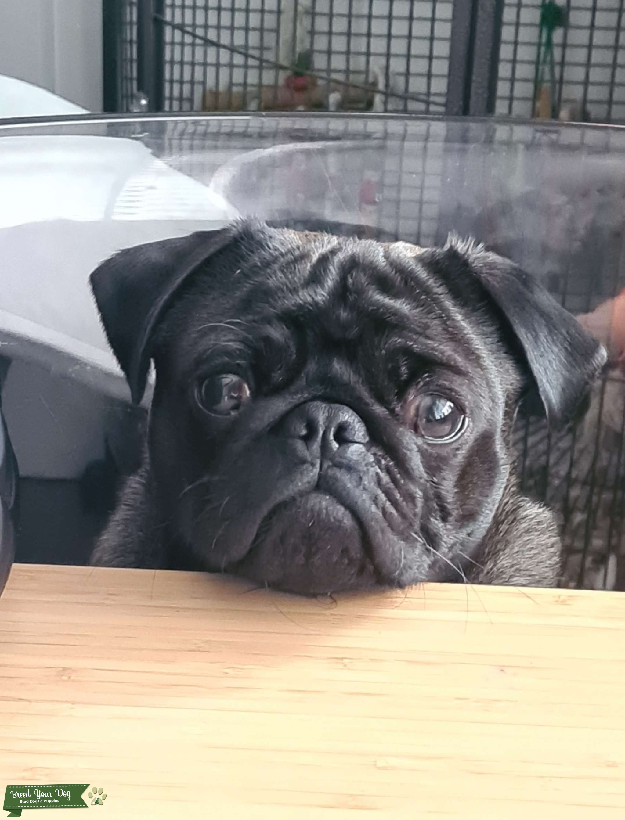 Silver Pug Stud Dog in West Midlands, United States Breed Your Dog