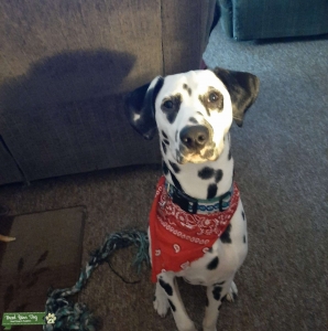 Dalmatian Stud Listing Image