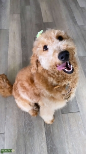 Godlendoodle looking for stud  Listing Image