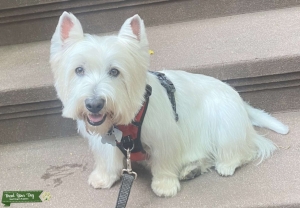 Handsome Westie for Stud Listing Image