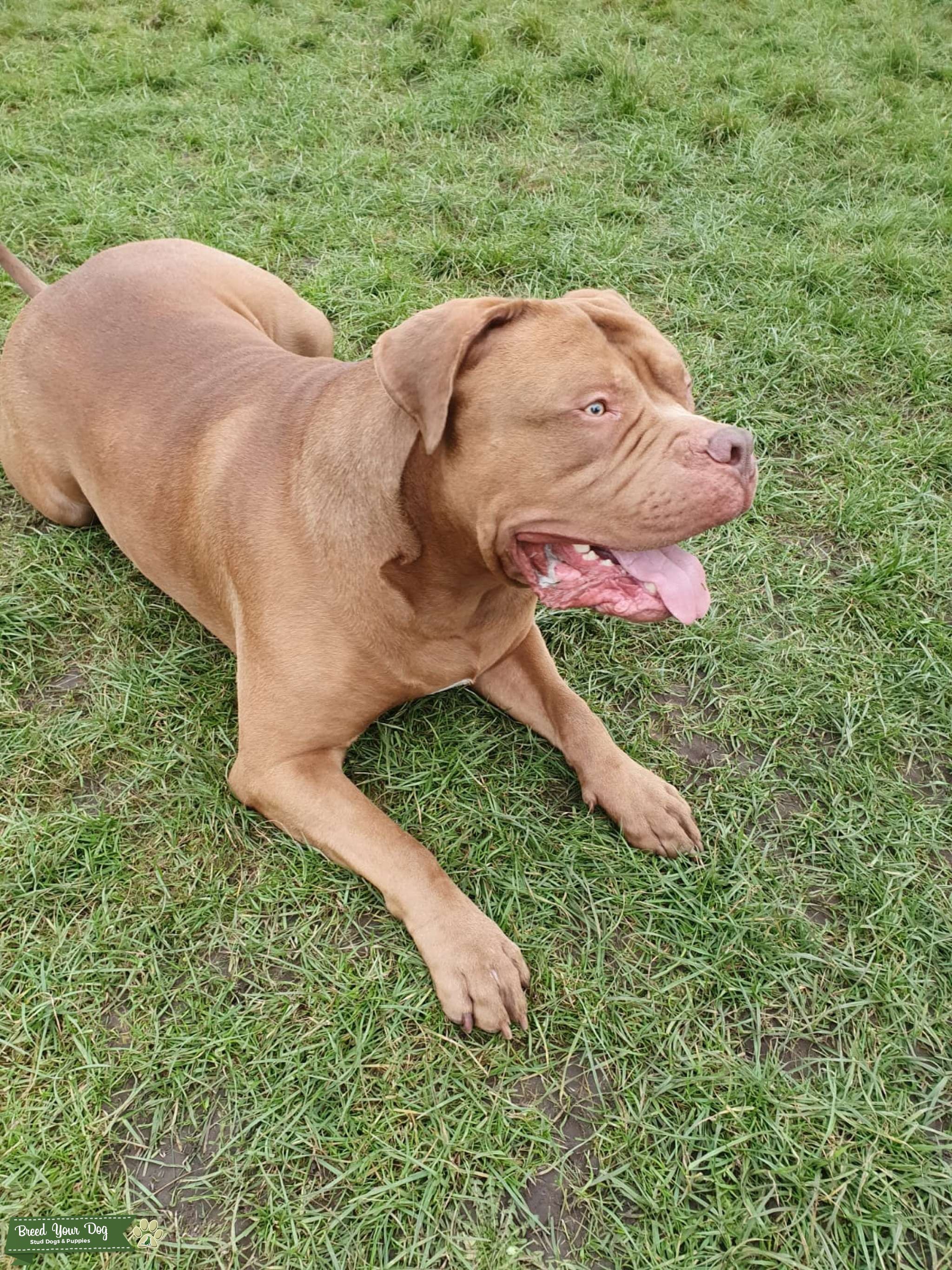 Light chocolate XL bully Stud Dog in Warrington , the United States