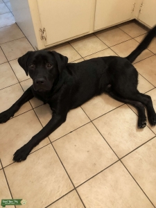 Black Lab dog For Hire Listing Image