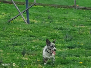 Cowboy Corgi (Corgi/Australian Cattle Dog mix)in search of stud Listing Image