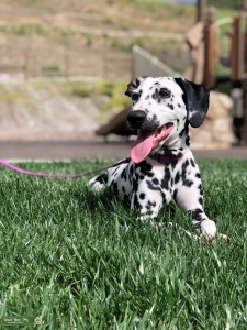 Dalmatian Listing Image