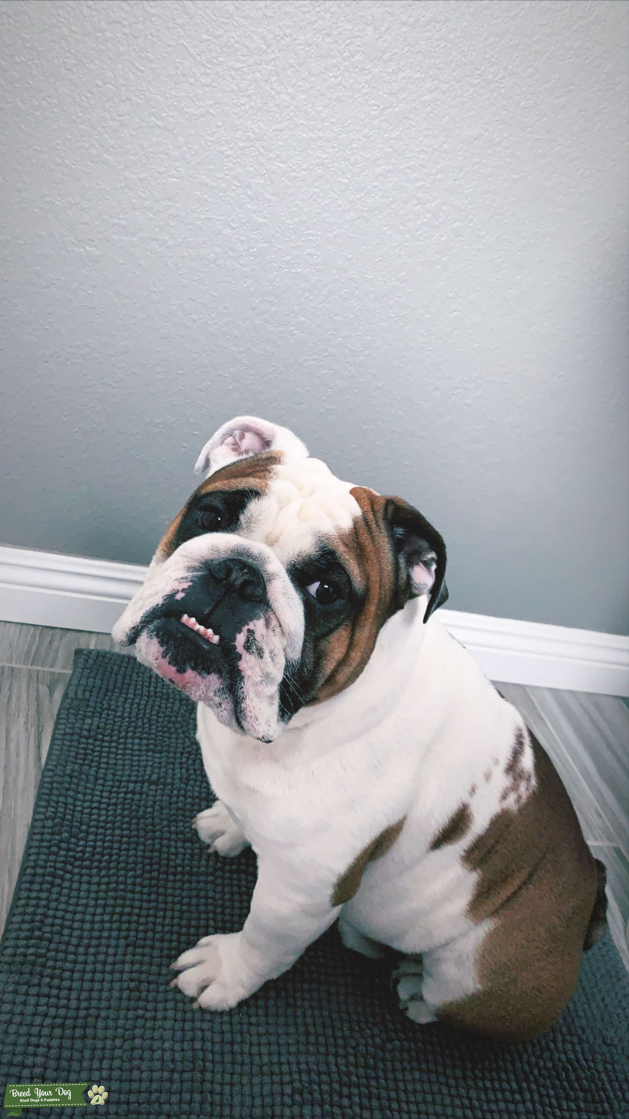 Mini English Bulldog Stud Dog in Las Vegas, Nevada , United States