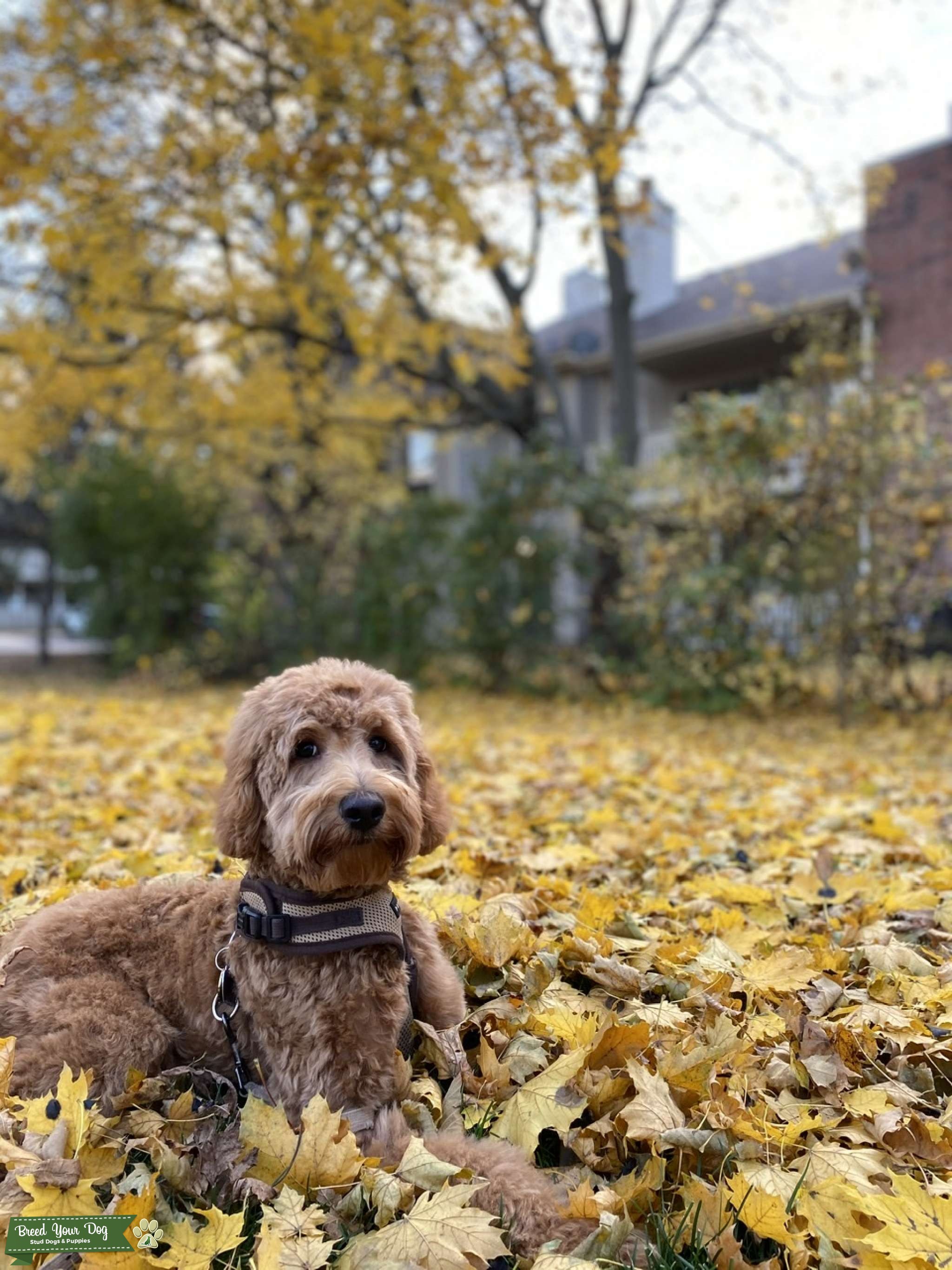 Mini Goldendoodle Stud Dog in Chicago, Illinois , United States Breed Your Dog