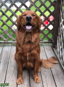 Golden Retriever Stud Service Listing Image