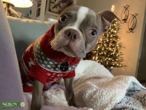 Champagne (Gray) Purebred Boston Terrier Sire Listing Image