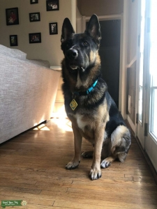 German Shephard stud Listing Image