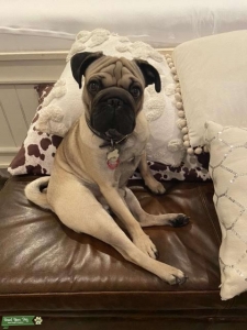 Pug Looking to Stud  Listing Image